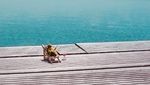 Foto: Cuma di Prancis, Ada Lebah Jadi Influencer Wisata