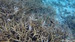 Pesona Keindahan Bawah Laut Pulau Senoa di Natuna