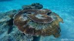 Pesona Keindahan Bawah Laut Pulau Senoa di Natuna