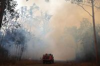 Kebakaran Hutan di Australia Ancam Kematian Ratusan Koala 