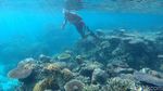 Pesona Keindahan Bawah Laut Pulau Senoa di Natuna