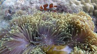 Beragam terumbu karang dan hewan laut yang berada di bawah laut Pulau Senoa sungguh memesona.