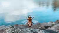 Walau hanya karakter ciptaan, namun totalitas yang ditampilkan B dalam foto tidak main-main. Ragam pose cantik bak manusia serta latar foto yang cantik begitu membuat dia terlihat nyata. Tak kalah dari selebgram ternama. (bee_nfluencer/Instagram)