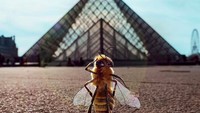 Lebah B ini merupakan ikon dari sebuah yayasan di Prancis bernama nama Bee Fund. Lembaga amal Bee Fund berupaya menyelamatkan populasi lebah yang semakin menurun. (bee_nfluencer/Instagram)