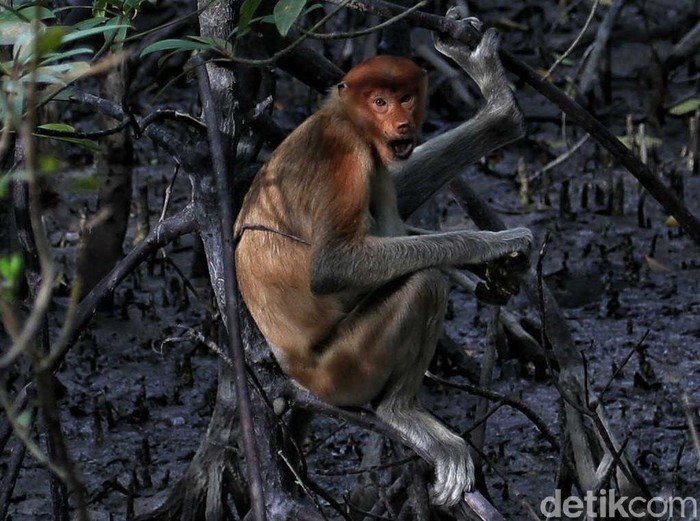 Bekantan Bekantan merupakan primata yang banyak ditemukan di kawasan Kalimantan. Penebangan hutan ilegal hingga karhutla mengancam kelestarian primata tersebut.