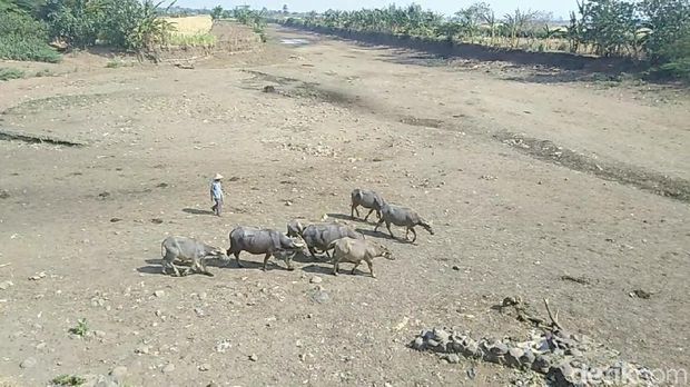 Sungai Kering, Ini Cara Peternak Kerbau di Jepara Mandikan Ternak