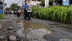 Wow! Ada Kebun Jagung di Tengah Jalan