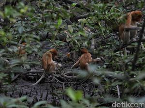 Main-main ke Rumah Bekantan, si Hidung Besar dari Kalimantan