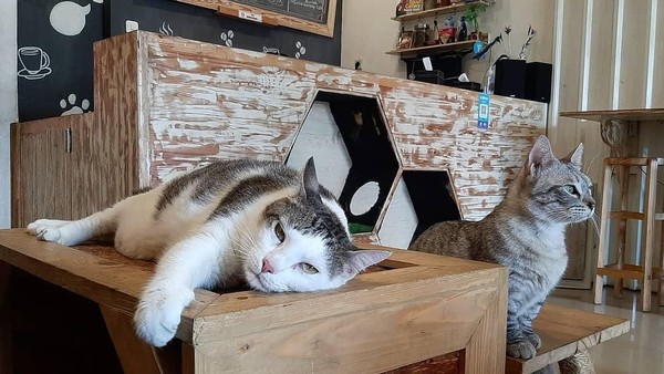 Gemas! Kafe Bertema Kucing Ini Sangat Cocok Buat Pecinta Kucing