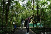 Turis di kawasan Hutan Mangrove Tarakan (Syanti/detikcom)