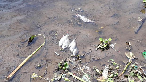 Ikan-ikan mati di pinggir Bengawan Solo yang tercemar. 