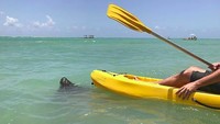 Di waktu luangnya dia juga kayaking di Alagoas, Brasil. (drfeliperossi/Instagram)