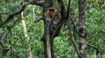 Fakta Menarik Bekantan, Monyet Endemik Kalimantan Maskotnya Ancol