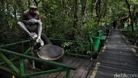 Seperti namanya, kawasan tersebut tak hanya menawarkan pemandangan hutan mangrove kepada para wisatawan yang berkunjung tetapi juga menjadi tempat konservasi bekantan yang merupakan hewan endemik dari hutan bakau, hutan rawa, dan hutan pantai di kawasan Borneo.