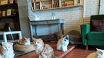 Gemas! Kafe Bertema Kucing Ini Sangat Cocok Buat Pecinta Kucing