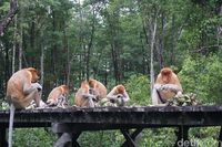 Bekantan sedang makan di meja khusus (Syanti/detikcom)
