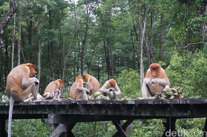Konservasi Mangrove dan Bekantan di Tarakan