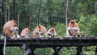 Bekantan adalah monyet endemik yang hanya bisa ditemukan di hutan bakau, rawa Kalimantan. (Syanti Mustika/detikcom)