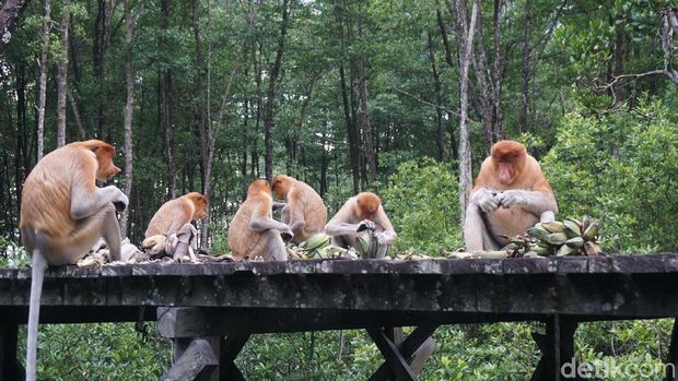 Konservasi Mangrove dan Bekantan di Tarakan