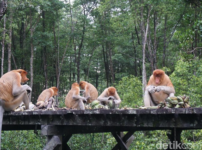 Konservasi Mangrove dan Bekantan di Tarakan