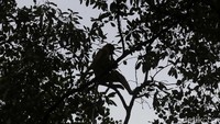 Pasalnya jika tidak dilestarikan dan berbagai ancaman tersebut terus menerus terjadi bukan tak mungkin di masa yang akan datang bekantan akan benar-benar hilang dan hanya tersisa di dalam foto maupun hiasan.