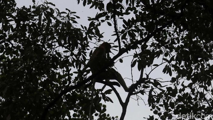 Bekantan merupakan primata yang banyak ditemukan di kawasan Kalimantan. Penebangan hutan ilegal hingga karhutla mengancam kelestarian primata tersebut.