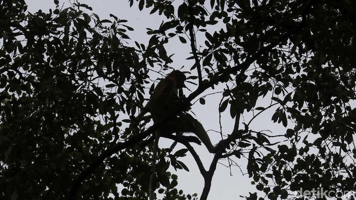 Bekantan Bekantan merupakan primata yang banyak ditemukan di kawasan Kalimantan. Penebangan hutan ilegal hingga karhutla mengancam kelestarian primata tersebut.