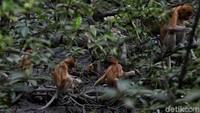 Bekantan yang memiliki nama latin Nasalis Larvatus ini merupakan primata yang banyak ditemukan di kawasan Borneo atau Pulau Kalimantan.