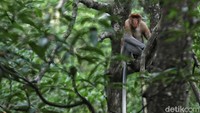 Seekor bekantan nampak beraktivitas di kawasan Konservasi Mangrove dan Bekantan, Tarakan, Kalimantan Utara.