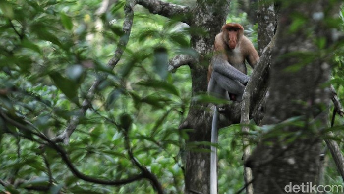 Bekantan merupakan primata yang banyak ditemukan di kawasan Kalimantan. Penebangan hutan ilegal hingga karhutla mengancam kelestarian primata tersebut.