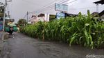Wow! Ada Kebun Jagung di Tengah Jalan