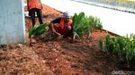 Penghijauan di Kolong Jalur MRT Blok M Bikin Adem