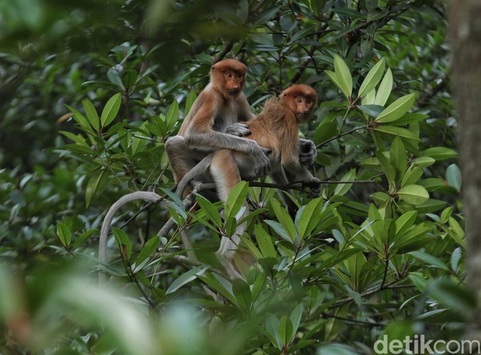 Bekantan Bekantan merupakan primata yang banyak ditemukan di kawasan Kalimantan. Penebangan hutan ilegal hingga karhutla mengancam kelestarian primata tersebut.