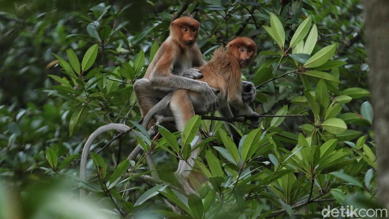 Bekantan merupakan primata yang banyak ditemukan di kawasan Kalimantan. Penebangan hutan ilegal hingga karhutla mengancam kelestarian primata tersebut.