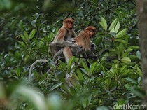 Selamat! Bekantan di Barito Kuala Lahirkan Anak Kembar