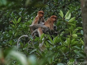 Selamat! Bekantan di Barito Kuala Lahirkan Anak Kembar