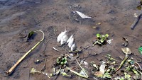 Pantauan detikcom, kondisi Bengawan Solo berwarna hitam siang ini. Tampak beberapa ikan mati di tepi sungai. Diduga ikan-ikan mati karena limbah alkohol tersebut.