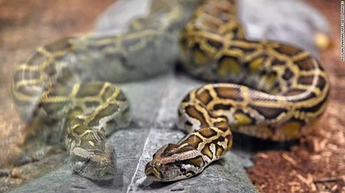 Reticulated python snakes are known to be the longest in the world. (Roslan Rahman/AFP/Getty Images)