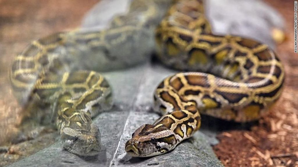 Teror 100 Ribu Ular Python di Amerika