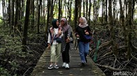 Hutan mangrove ini pun jadi salah satu destinasi wisata favorit bagi wisatawan yang mengunjungi kawasab Tarakan, Kalimantan Utara.