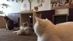 Gemas! Kafe Bertema Kucing Ini Sangat Cocok Buat Pecinta Kucing
