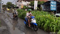 Sebidang ruas di tengah jalan di Yogyakarta ditanami jagung. Kini tanaman jagung itu telah tumbuh besar, menjelma menjadi ladang jagung di tengah jalan!