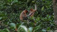 Imbasnya tak jarang ditemukan kasus bekantan masuk ke dalam perkampungan warga untuk mencari makan akibat habitat mereka yang rusak maupun terganggu.