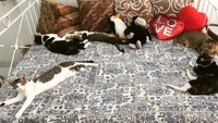 Foto: Instagram @theoddcatbaliDi Bali banyak sekali ditemui kafe dengan tema yang unik dan lucu, namun Anda jangan sampai melewatkan berkunjung ke The Odd Cat Cafe ya jika kamu menyukai kucing.