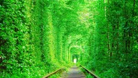 The Tunnel of Love adalah terowongan yang dikenal sangat romantis di dunia. Berada di Kleven, Ukraina, terowongan ini berhasil mencuri hati setiap orang, tak terkecuali wisatawan (iStock)