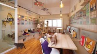 Foto: IstimewaJika Anda pecinta kopi dan kucing, Kopi Cat Cafe by Groovy ini sangat cocok untuk Anda.