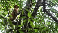 Bekantan kerap ditemukan di kawasan hutan bakau, hutan rawa, maupun hutan pantai. Primata yang banyak menghabiskan waktunya di pohon ini hidup secara berkelompok.