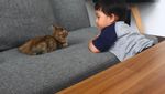 Gemas! Kafe Bertema Kucing Ini Sangat Cocok Buat Pecinta Kucing