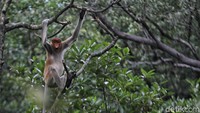 Ternyata monyet bekantan tidak hanya alhi memanjat lho. Mereka punya selaput seperti katak yang membuat mereka menjadi jago berenang. (Pradita Utama)