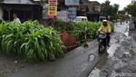 Wow! Ada Kebun Jagung di Tengah Jalan